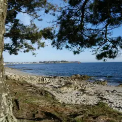 Vue sur la mer depuis un sentier de randonnée à Locmariaquer. Un arbre au premier plan, une plage de sable et de rochers, et la côte au loin.