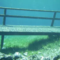 Ponton immergé dans un lac vert d'Autriche, la végétation aquatique luxuriante et les rayons du soleil créent une atmosphère féerique.