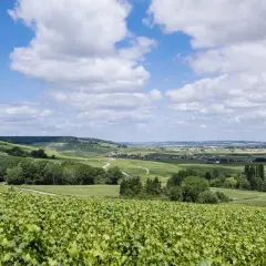 Vastes vignobles verdoyants s'étendant sur les collines de la Montagne de Reims sous un ciel bleu parsemé de nuages blancs.