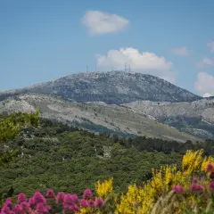 Vue panoramique du mont Lachens, parsemé d'antennes, avec des fleurs roses et jaunes au premier plan.