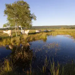 Chevaux blancs paisibles dans le **marais Vernier**, près d'un étang reflétant le ciel bleu et un arbre solitaire.
