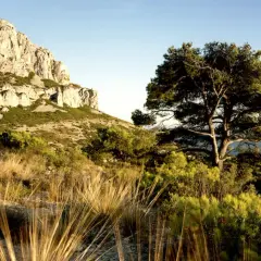 Un pin majestueux se dresse sur les pentes du Mont Puget, dominant un paysage méditerranéen baigné de soleil.