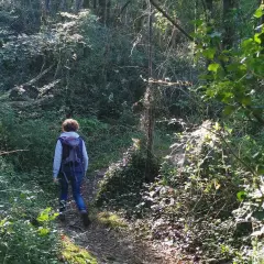 Randonnée en forêt, un chemin balisé GR Vendée serpente entre les arbres. Lumière dorée filtrant à travers le feuillage.
