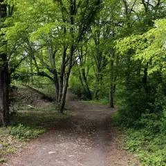 Sentier sinueux dans la forêt de Dourdan, entouré d'arbres aux feuilles vertes luxuriantes.