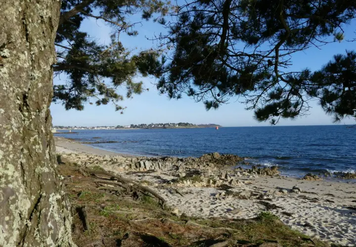 Vue sur la mer depuis un sentier de randonnée à Locmariaquer. Un arbre au premier plan, une plage de sable et de rochers, et la côte au loin.