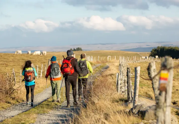 Quatre randonneurs marchent sur un sentier de campagne, profitant du paysage du tour de l'Aubrac. Des vaches paissent au loin.