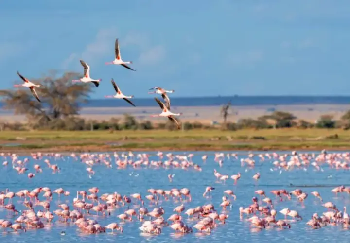 Des flamants roses dansent sur l'eau bleue, certains s'envolent. Une scène magnifique pour savoir que faire en Camargue.