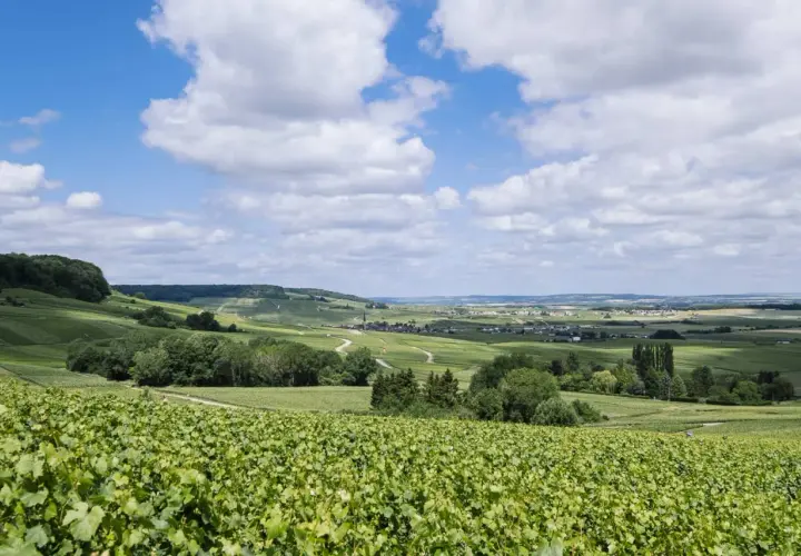 Vastes vignobles verdoyants s'étendant sur les collines de la Montagne de Reims sous un ciel bleu parsemé de nuages blancs.