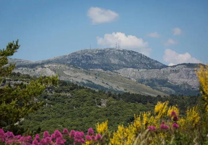 Vue panoramique du mont Lachens, parsemé d'antennes, avec des fleurs roses et jaunes au premier plan.