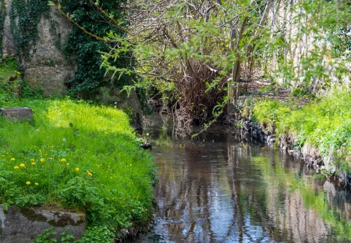Un ruisseau serpente à travers une végétation luxuriante, avec des fleurs jaunes éparpillées dans l'herbe. Les rives sont bordées de pierres et de verdure, évoquant la beauté naturelle de la vallée de la Bièvre.