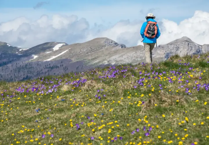 Randonneur sur le plateau Ambel, traversant un champ de crocus violets et jaunes, avec des montagnes enneigées en arrière-plan.