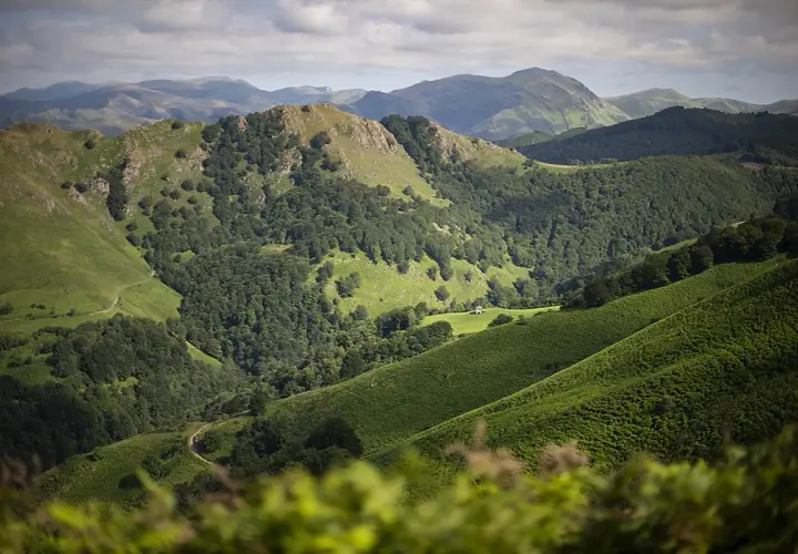 Paysage verdoyant des Pyrénées, évoquant le chemin de Compostelle entre Navarrenx et Roncevaux. Un sentier serpente à travers les collines boisées.