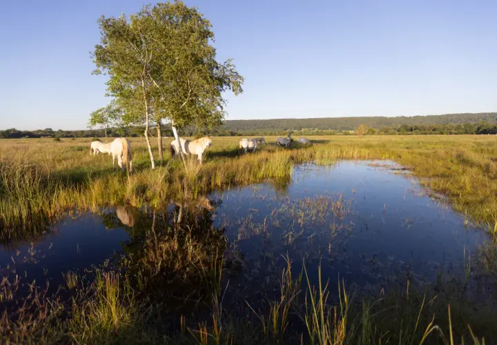 Chevaux blancs paisibles dans le **marais Vernier**, près d'un étang reflétant le ciel bleu et un arbre solitaire.