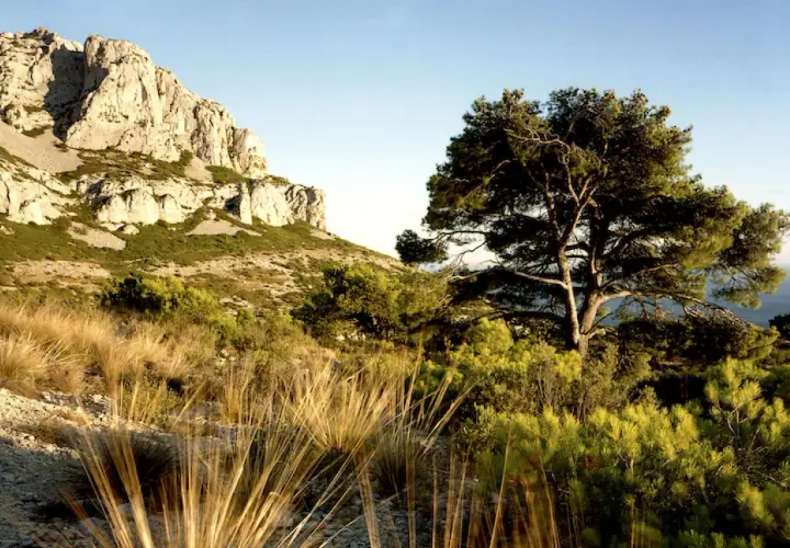 Un pin majestueux se dresse sur les pentes du Mont Puget, dominant un paysage méditerranéen baigné de soleil.