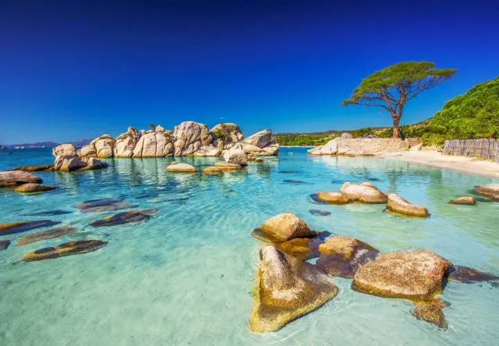 Eaux turquoise cristallines, rochers polis par le temps et un arbre solitaire sur une plage de sable fin. Un décor de rêve qui pourrait bien être la meilleur plage de France.