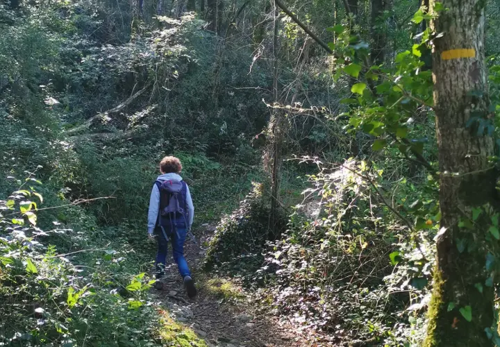 Randonnée en forêt, un chemin balisé GR Vendée serpente entre les arbres. Lumière dorée filtrant à travers le feuillage.