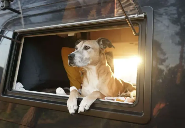 Un chien profite de l'aménagement camping-car pour chien, la tête à la fenêtre, observant le paysage.