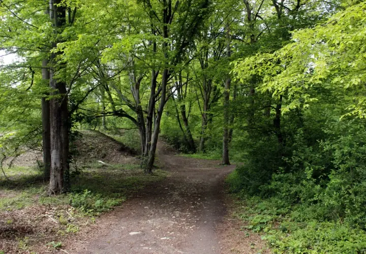 Sentier sinueux dans la forêt de Dourdan, entouré d'arbres aux feuilles vertes luxuriantes.