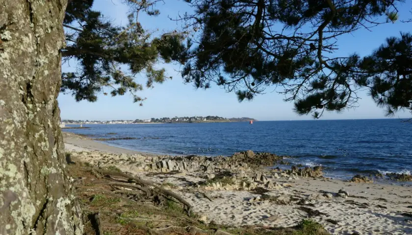 Vue sur la mer depuis un sentier de randonnée à Locmariaquer. Un arbre au premier plan, une plage de sable et de rochers, et la côte au loin.