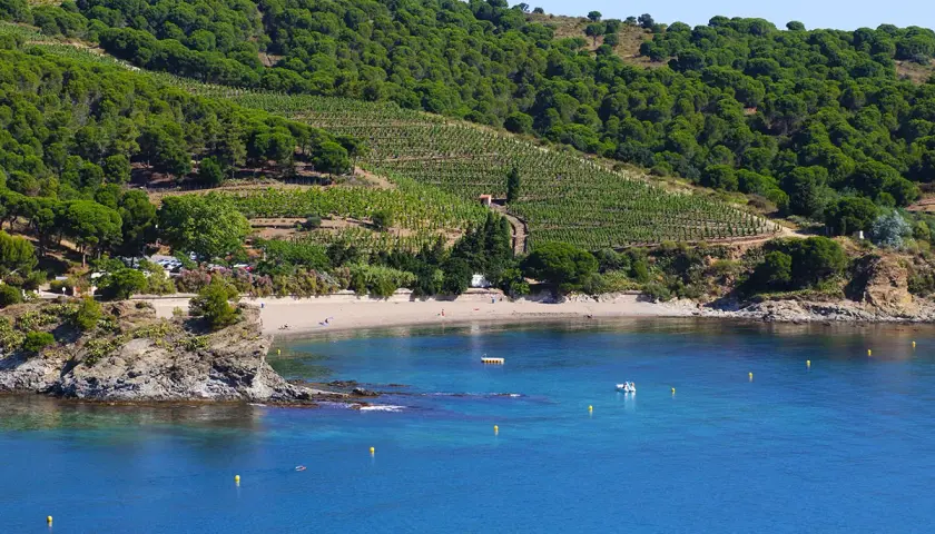 Vue sur la côte rocheuse et la plage, avec des vignobles en terrasses sur la colline. Un aperçu des étapes GR10 depuis Banyuls.