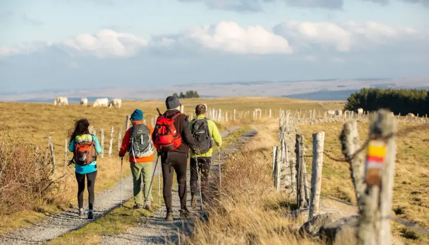Quatre randonneurs marchent sur un sentier de campagne, profitant du paysage du tour de l'Aubrac. Des vaches paissent au loin.