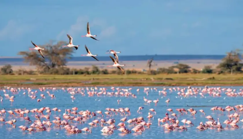 Des flamants roses dansent sur l'eau bleue, certains s'envolent. Une scène magnifique pour savoir que faire en Camargue.