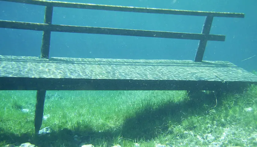 Ponton immergé dans un lac vert d'Autriche, la végétation aquatique luxuriante et les rayons du soleil créent une atmosphère féerique.