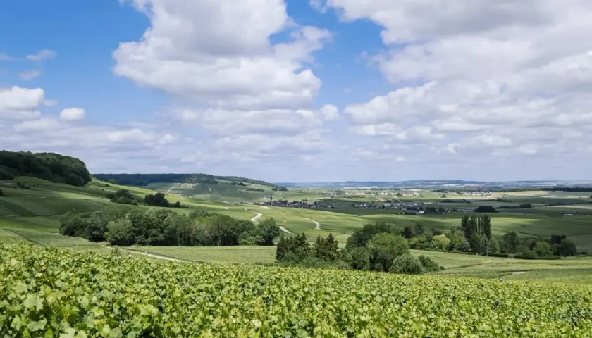Vastes vignobles verdoyants s'étendant sur les collines de la Montagne de Reims sous un ciel bleu parsemé de nuages blancs.