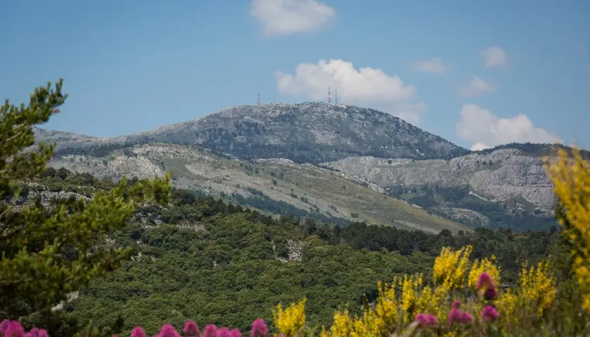 Vue panoramique du mont Lachens, parsemé d'antennes, avec des fleurs roses et jaunes au premier plan.