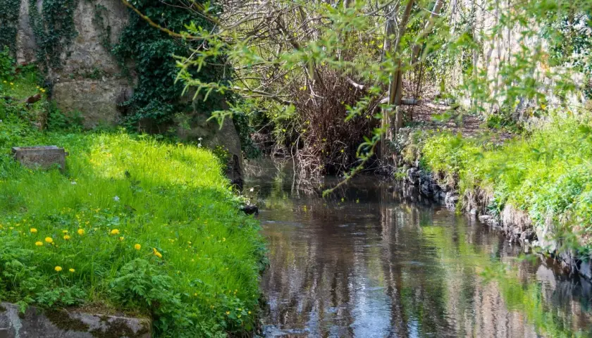 Un ruisseau serpente à travers une végétation luxuriante, avec des fleurs jaunes éparpillées dans l'herbe. Les rives sont bordées de pierres et de verdure, évoquant la beauté naturelle de la vallée de la Bièvre.