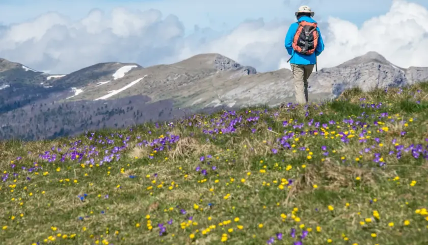Randonneur sur le plateau Ambel, traversant un champ de crocus violets et jaunes, avec des montagnes enneigées en arrière-plan.