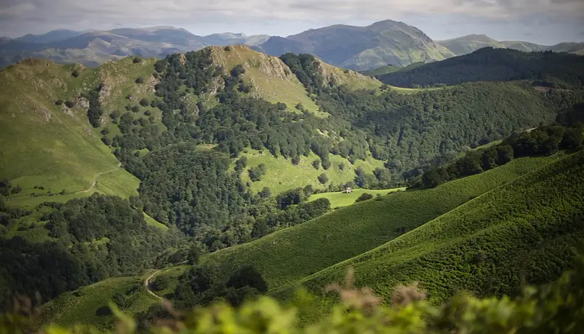 Paysage verdoyant des Pyrénées, évoquant le chemin de Compostelle entre Navarrenx et Roncevaux. Un sentier serpente à travers les collines boisées.