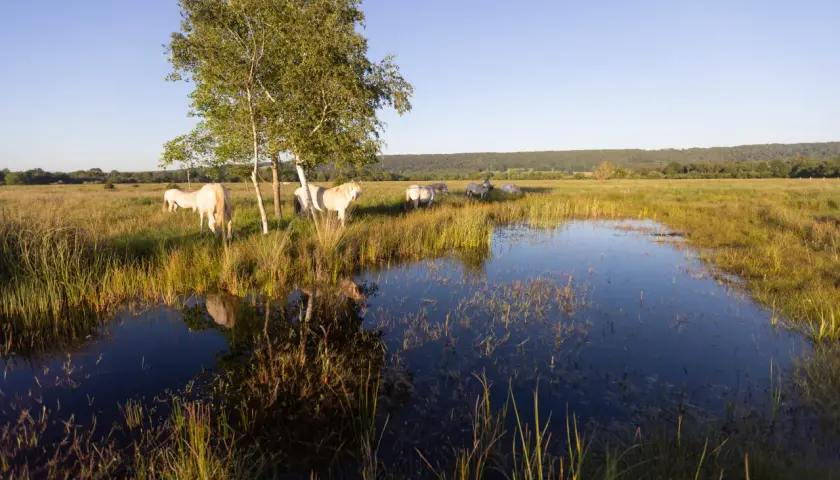 Chevaux blancs paisibles dans le **marais Vernier**, près d'un étang reflétant le ciel bleu et un arbre solitaire.
