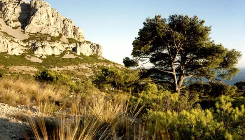 Un pin majestueux se dresse sur les pentes du Mont Puget, dominant un paysage méditerranéen baigné de soleil.