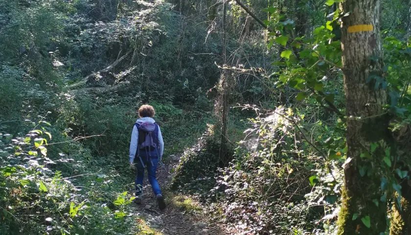 Randonnée en forêt, un chemin balisé GR Vendée serpente entre les arbres. Lumière dorée filtrant à travers le feuillage.