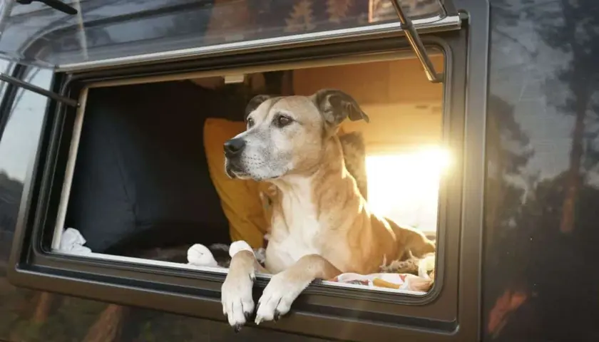Un chien profite de l'aménagement camping-car pour chien, la tête à la fenêtre, observant le paysage.