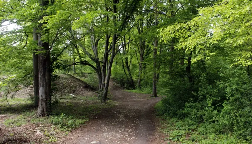 Sentier sinueux dans la forêt de Dourdan, entouré d'arbres aux feuilles vertes luxuriantes.