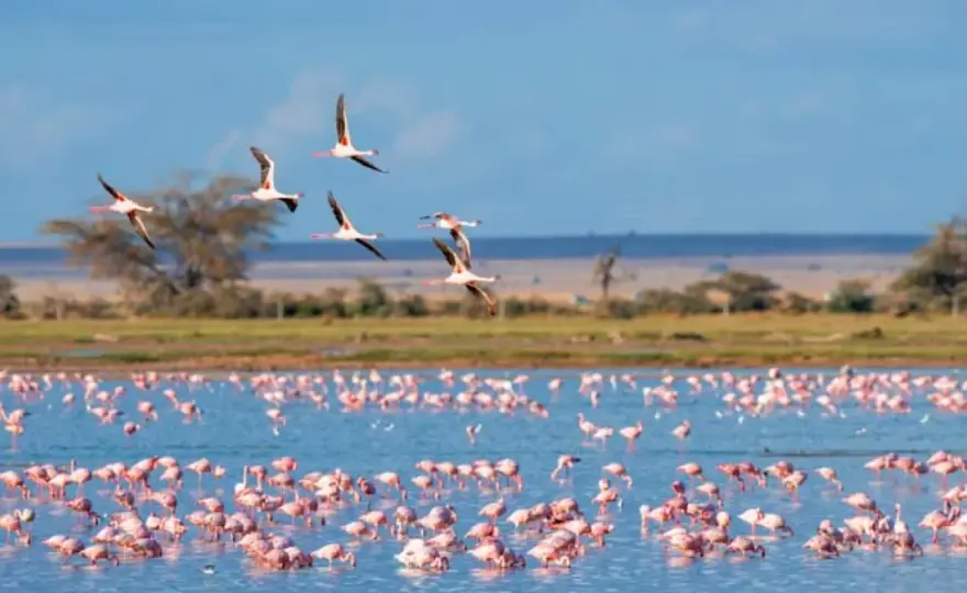 Que faire en Camargue ? Nature, villages et traditions à découvrir