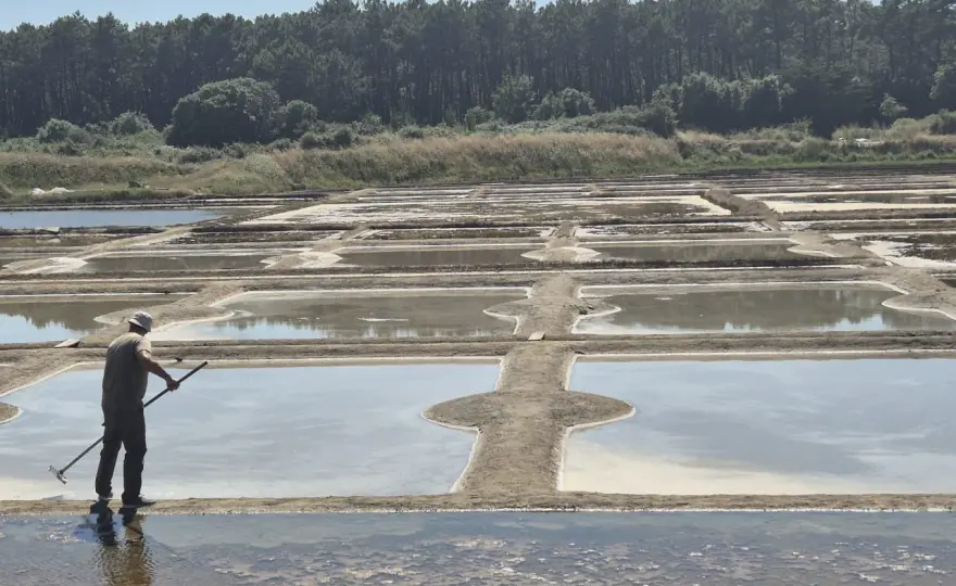 Randonnée La Turballe - Port, dunes, marais : le guide complet