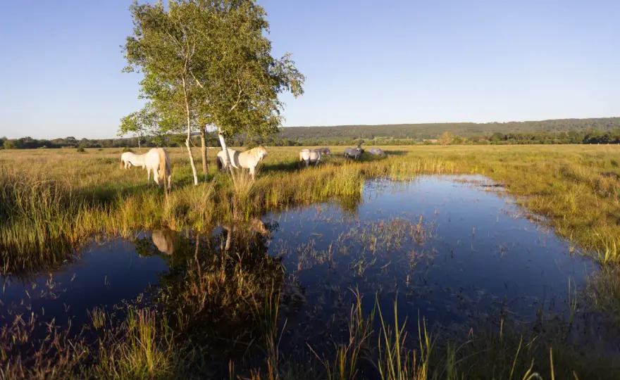Marais Vernier - Visiter ce marais unique sans le dénaturer
