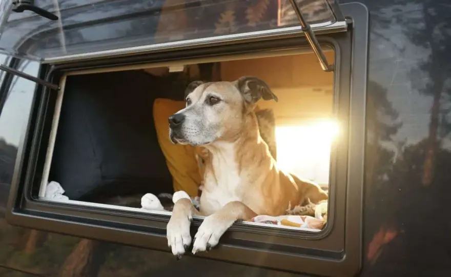 Aménagement camping-car pour chien - sécurité et confort à bord