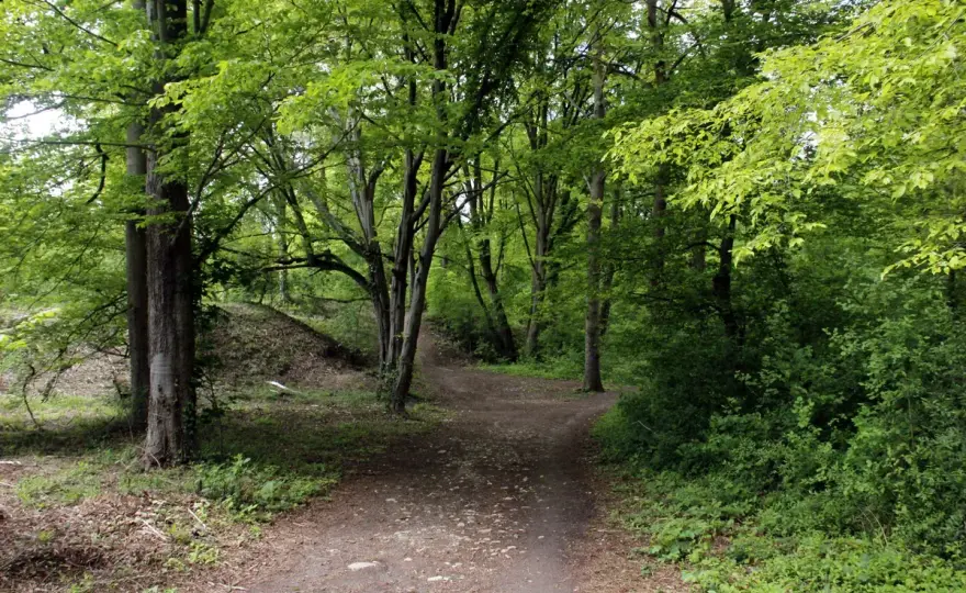 Forêt de Dourdan - Votre guide pour une balade réussie