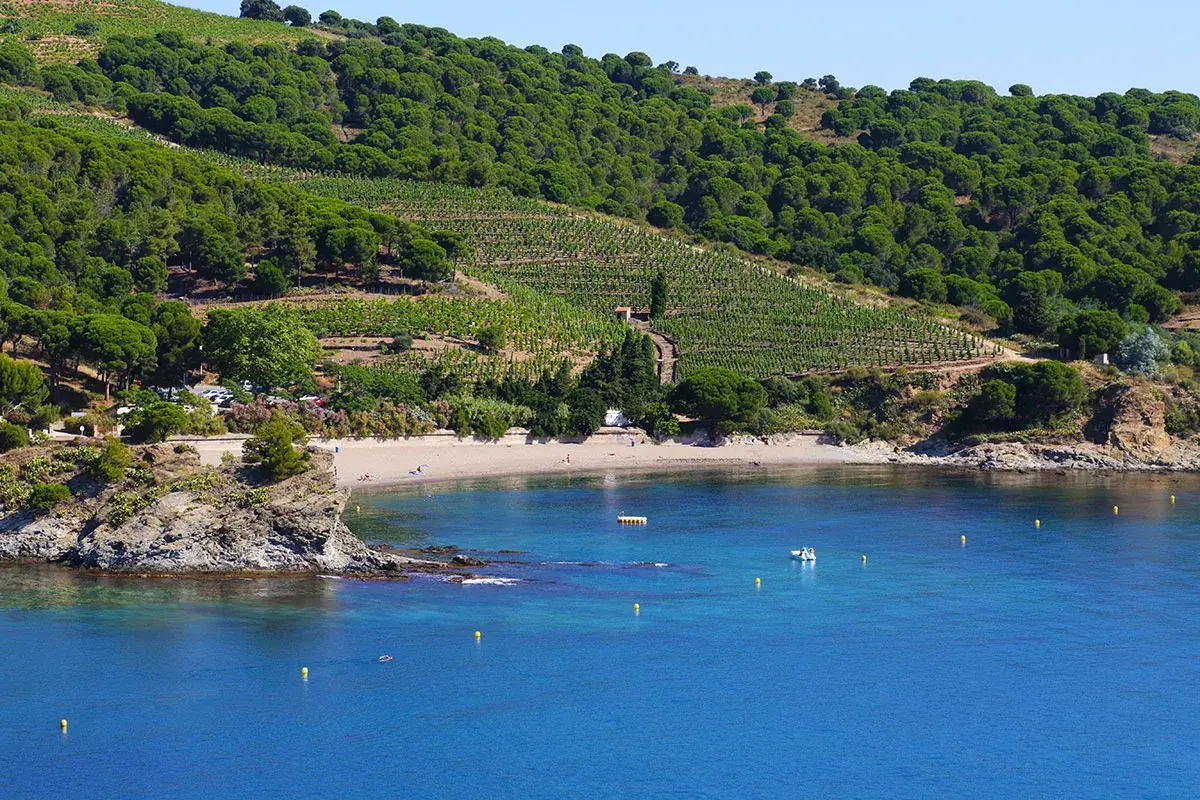 Vue sur la côte rocheuse et la plage, avec des vignobles en terrasses sur la colline. Un aperçu des étapes GR10 depuis Banyuls.