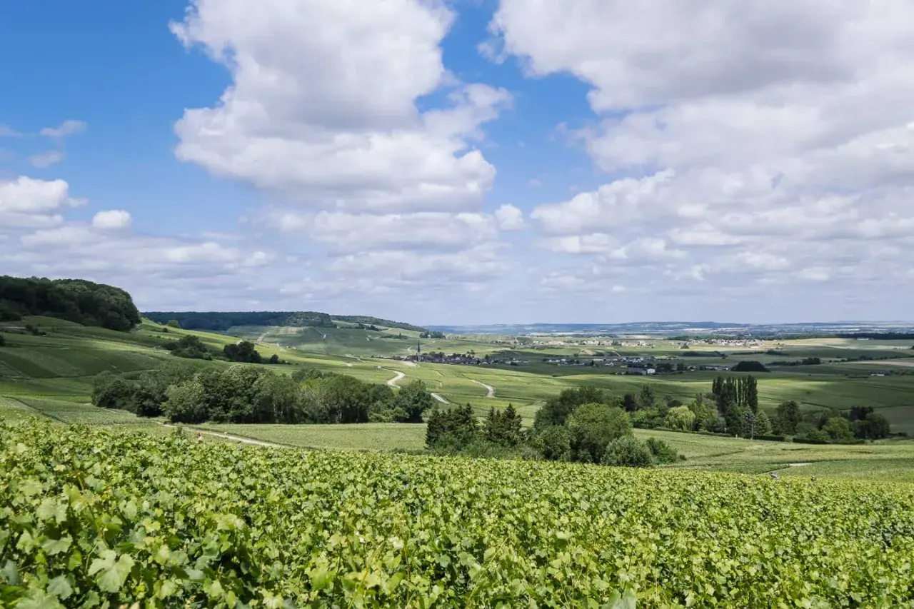 Vastes vignobles verdoyants s'étendant sur les collines de la Montagne de Reims sous un ciel bleu parsemé de nuages blancs.
