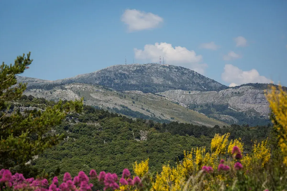 Vue panoramique du mont Lachens, parsemé d'antennes, avec des fleurs roses et jaunes au premier plan.
