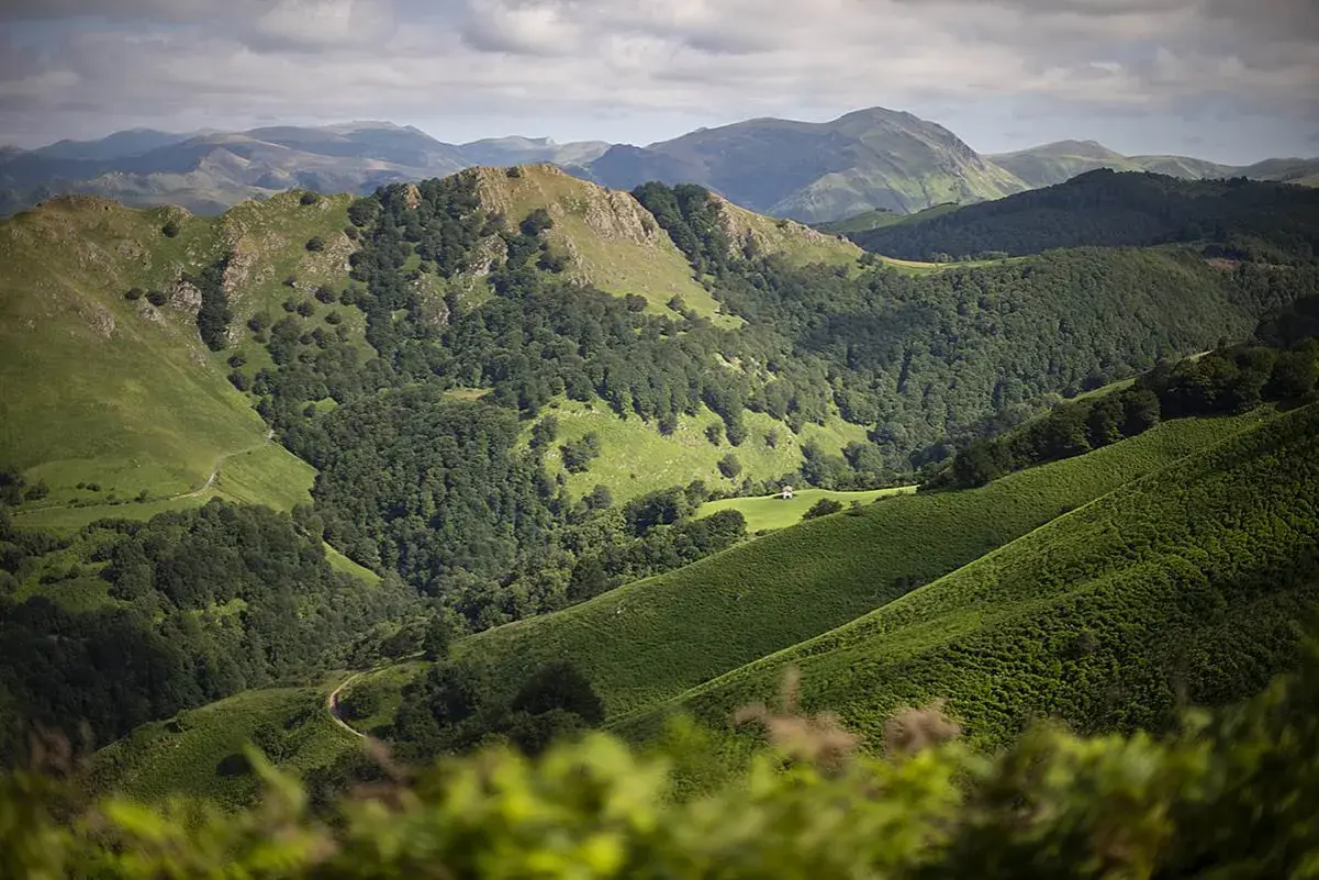 Paysage verdoyant des Pyrénées, évoquant le chemin de Compostelle entre Navarrenx et Roncevaux. Un sentier serpente à travers les collines boisées.