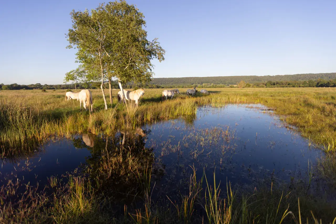 Chevaux blancs paisibles dans le **marais Vernier**, près d'un étang reflétant le ciel bleu et un arbre solitaire.