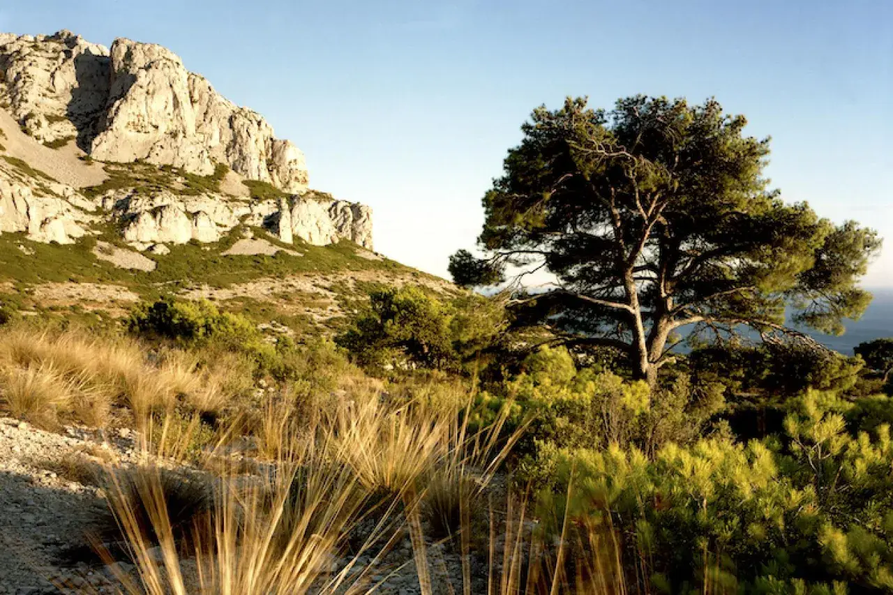 Un pin majestueux se dresse sur les pentes du Mont Puget, dominant un paysage méditerranéen baigné de soleil.