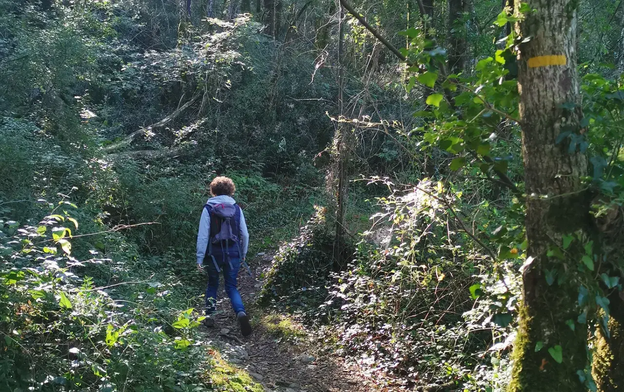 Randonnée en forêt, un chemin balisé GR Vendée serpente entre les arbres. Lumière dorée filtrant à travers le feuillage.