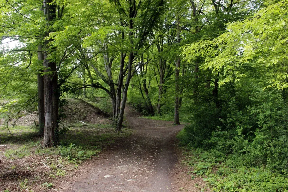 Sentier sinueux dans la forêt de Dourdan, entouré d'arbres aux feuilles vertes luxuriantes.